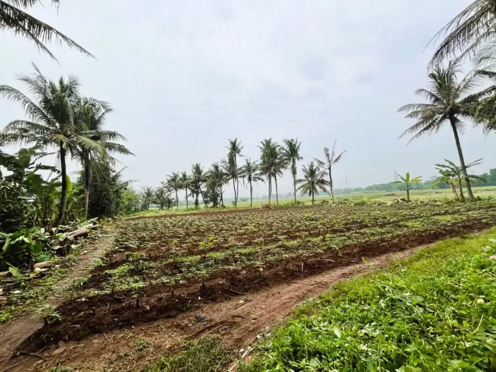 Tanah kavling murah Sindang Jaya,cicilan 30X tanpa bunga