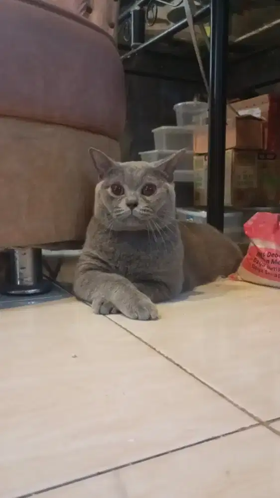 Kucing BSH Anak Import Nonped Istimewa