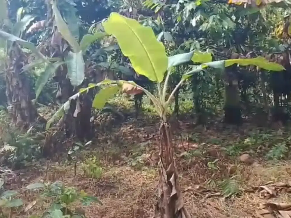 Di jual tanah kebun datar