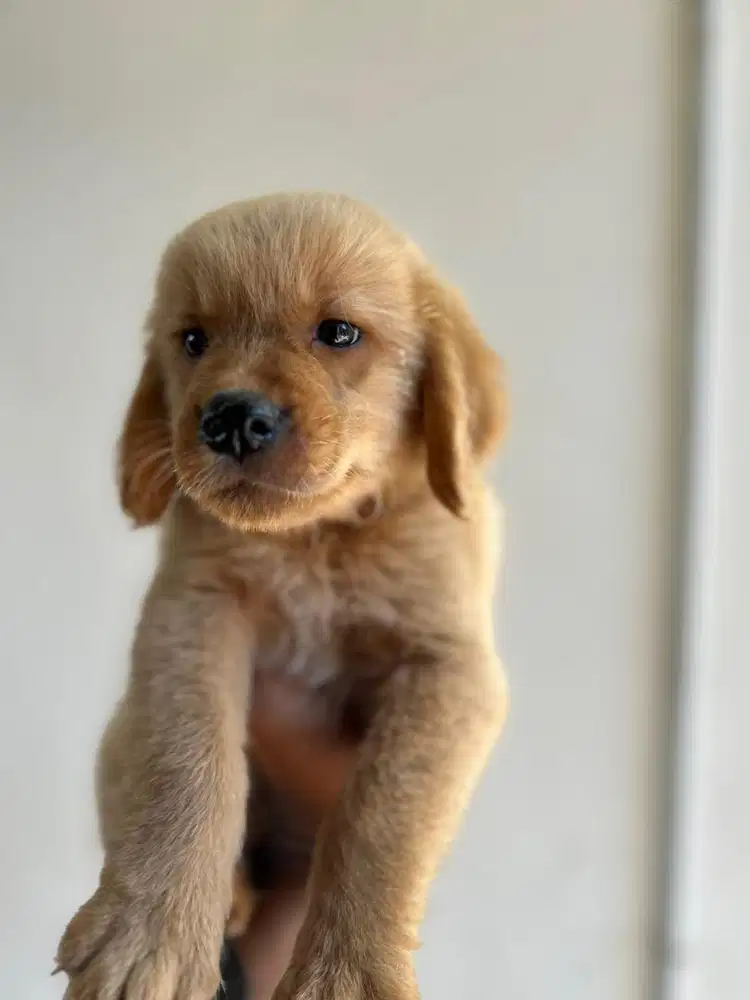 Golden retriever jantan