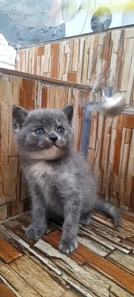 British shorthair Betina