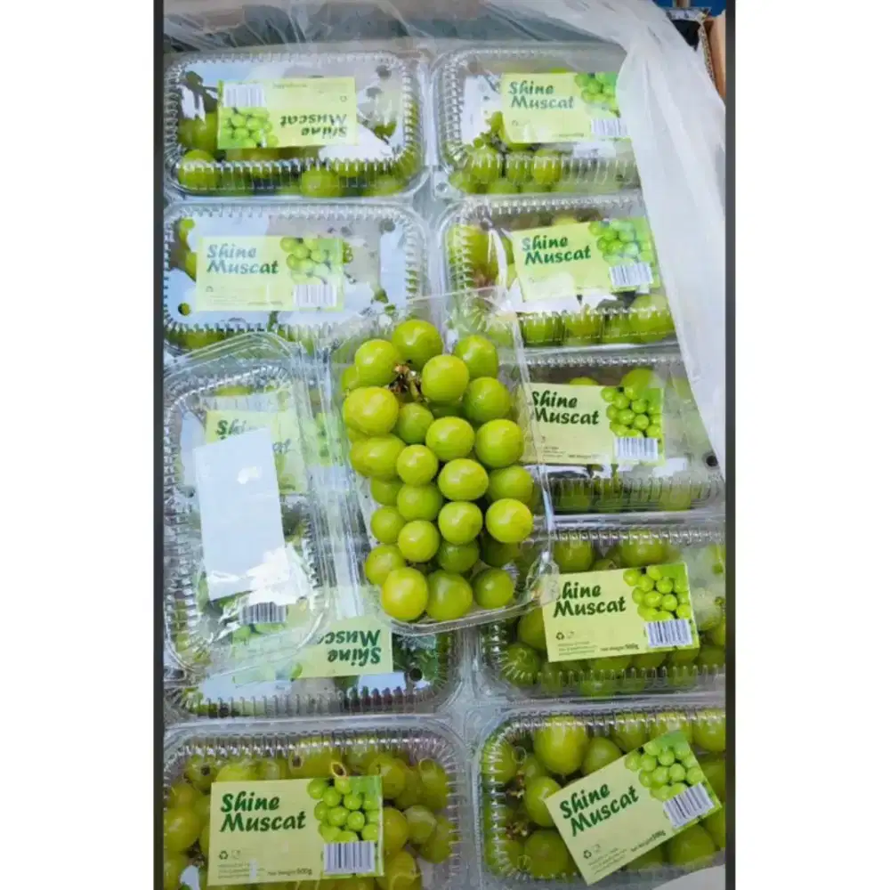 Anggur Muscat Grosir Manis 30rban