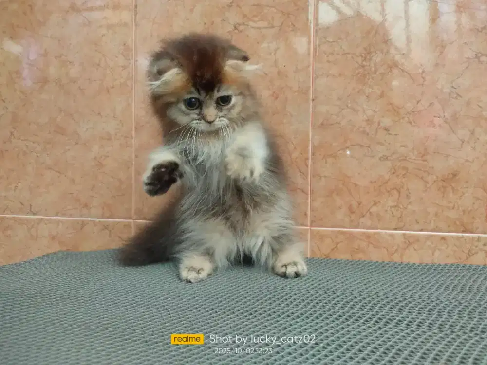 Munchkin gaelic/ Munchkin scottish fold betina