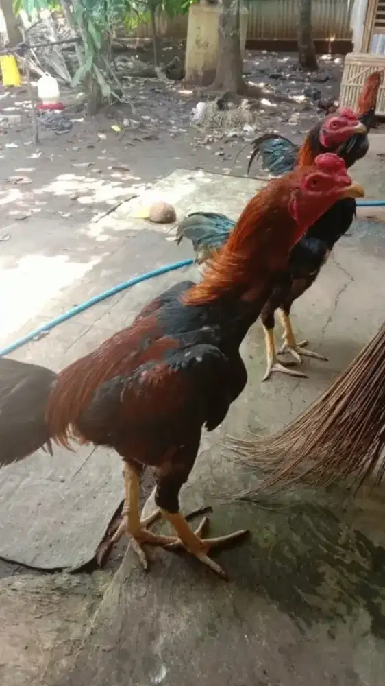 Ayam HOBY pakhoy