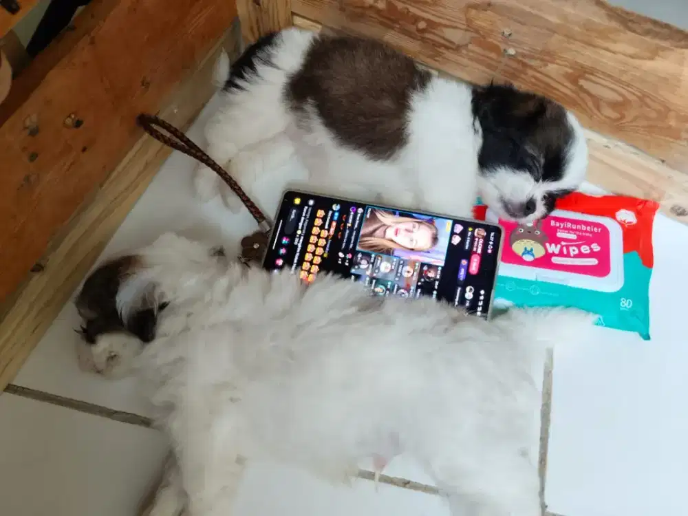 Anak anjing shitzu jantan betina 1 bulanan