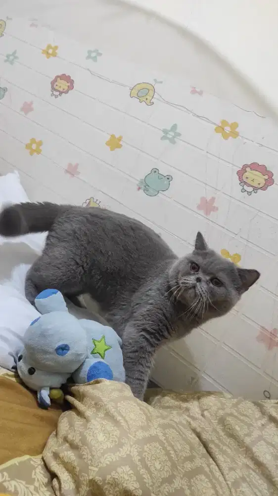 Kucing BSH / British Short Hair Jantan ped