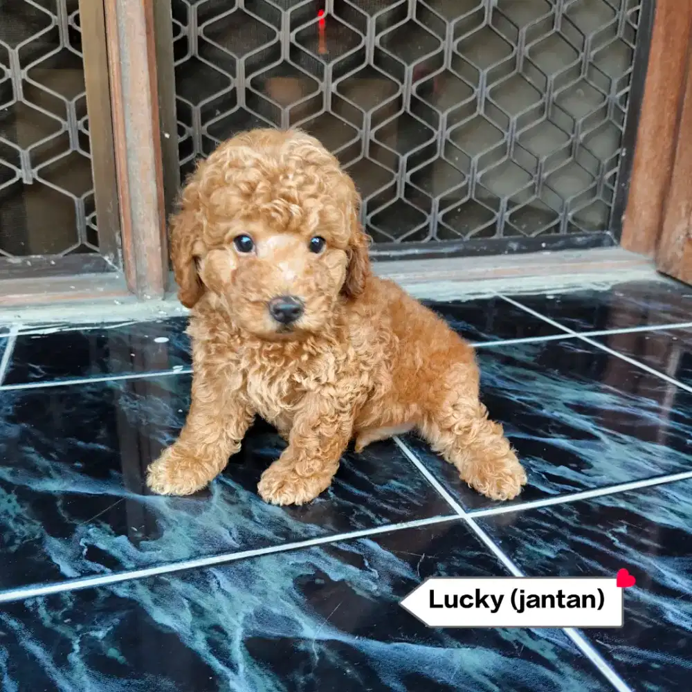 Anakan poodle stambun