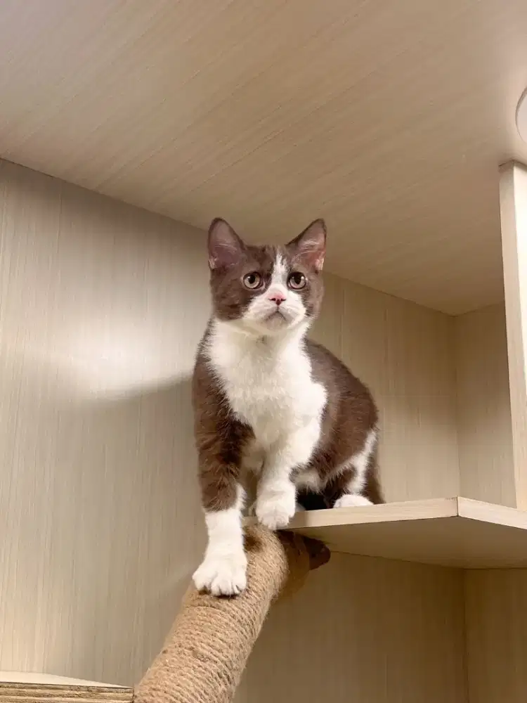 KITTEN BRITISH SHORTHAIR PURE CHOCO BICO JANTAN