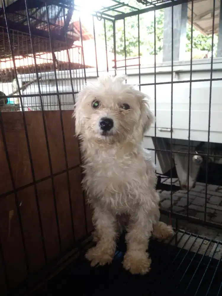 Maltese X Shitzu Remaja