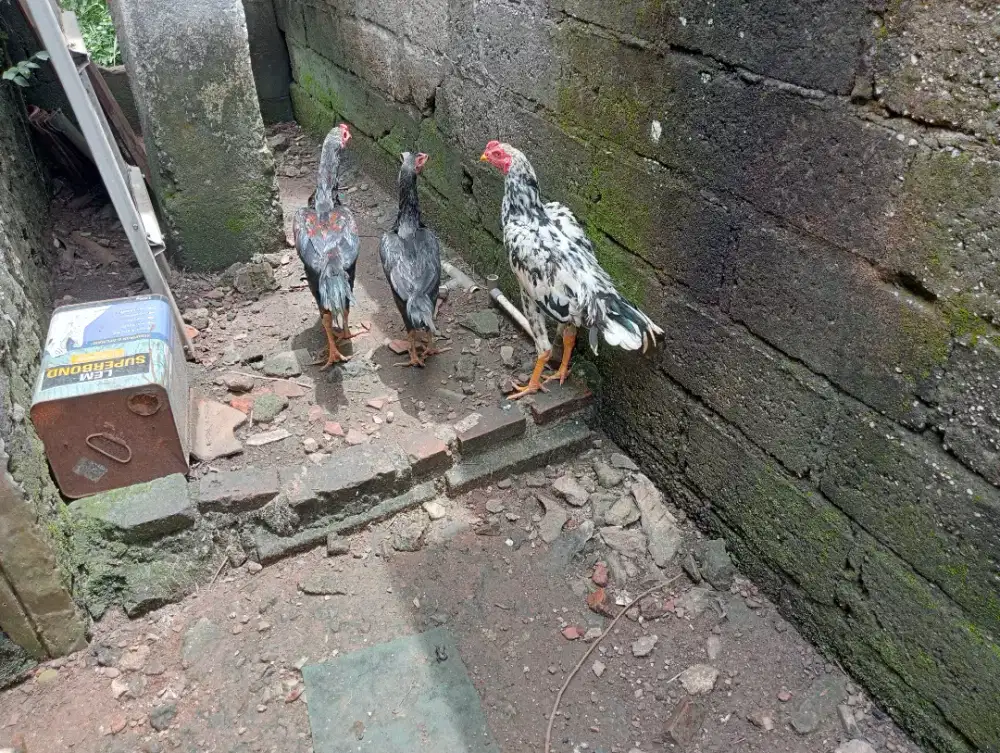 Ayam bangkok muda