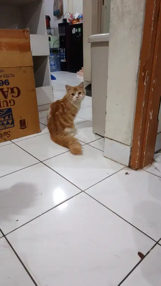 Oper adopt baby cat