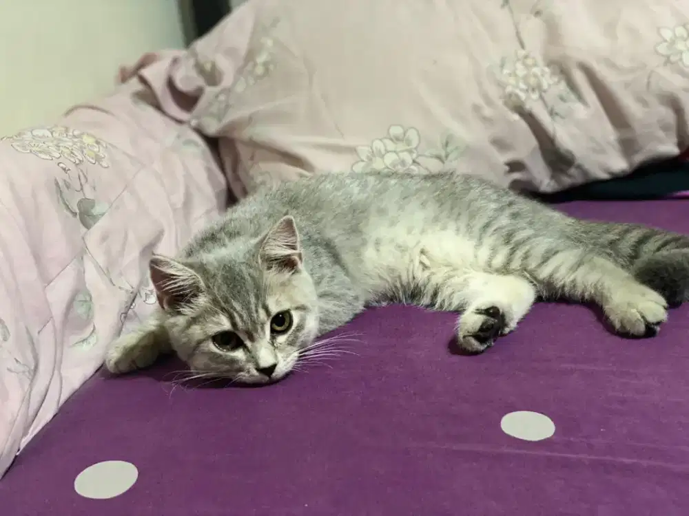 Di jual kucing betina bsh silver taby