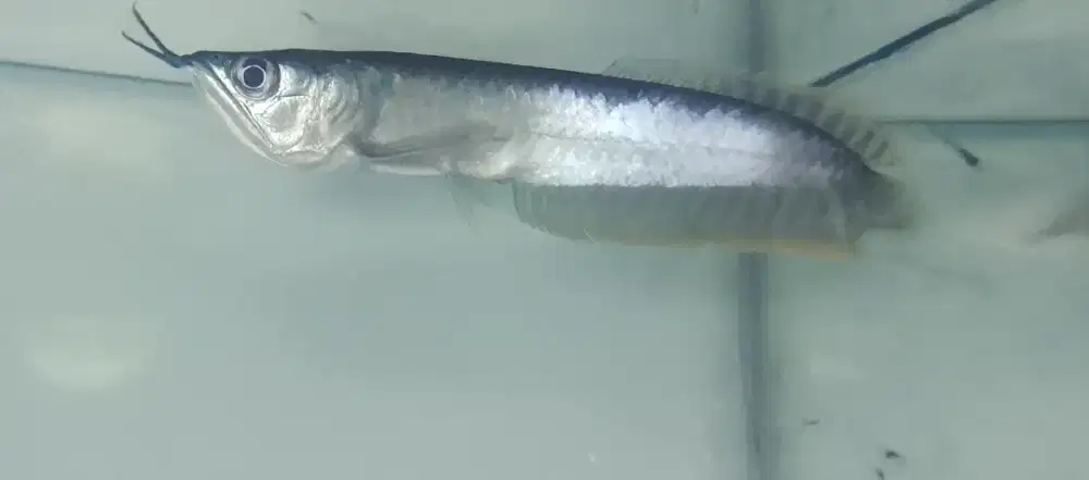Arwana silver18-19cm
