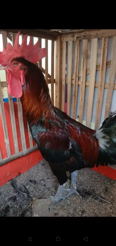 Ayam pelung calon kentes asli ciankur