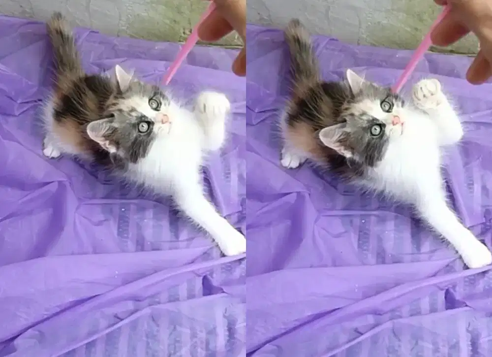Kitten Persia calico