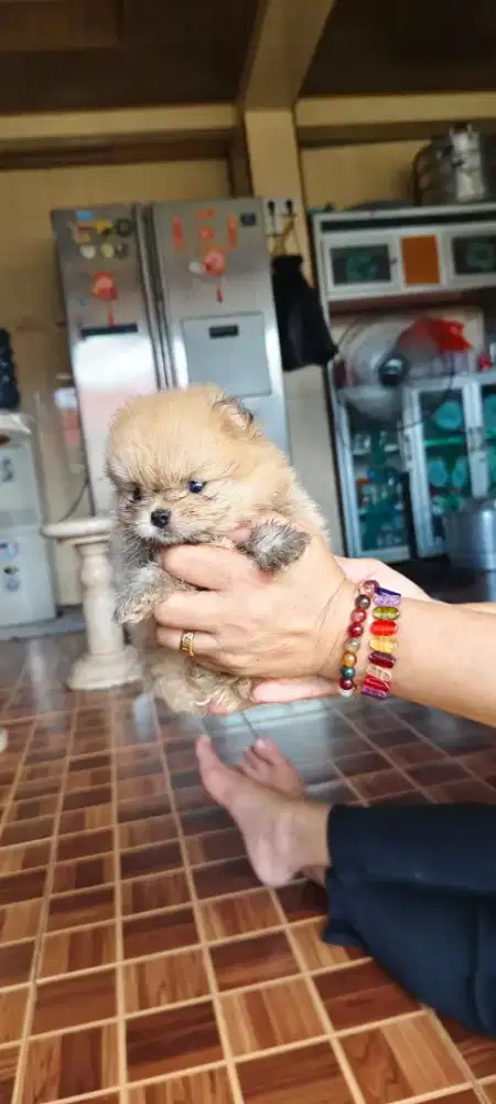 Anakan superminipom Betina