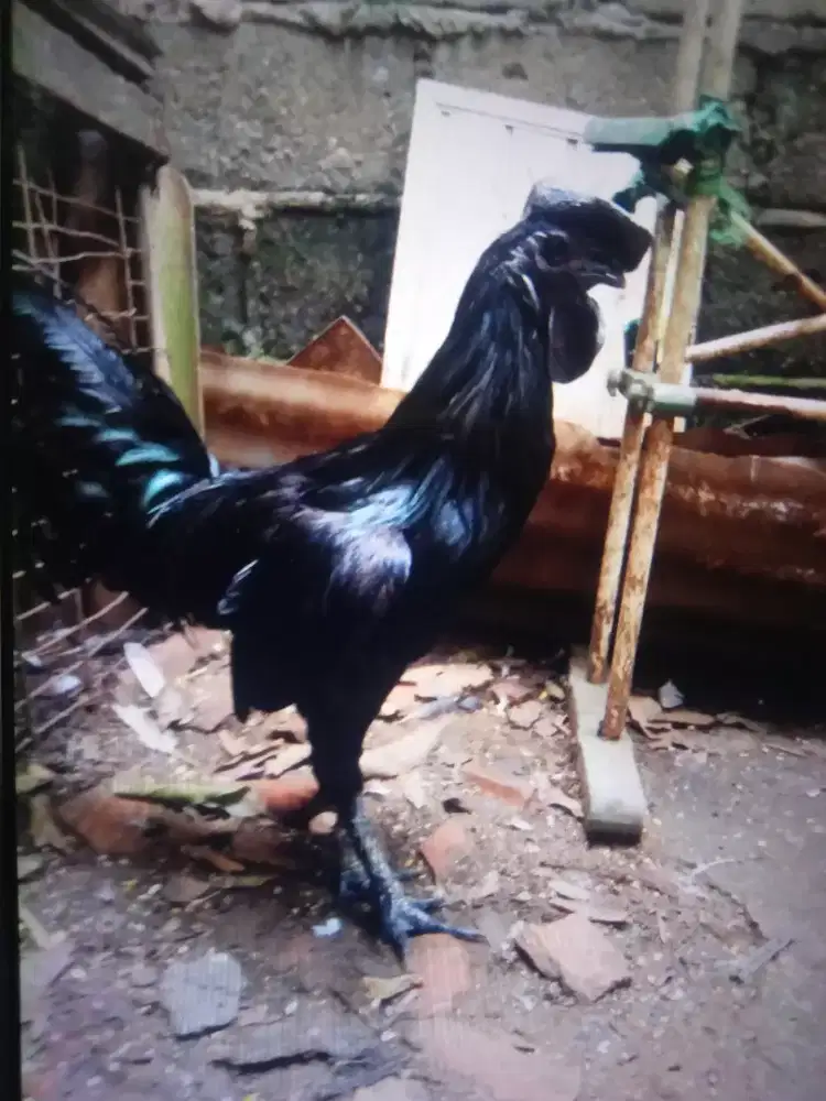 Ayam Cemani Mapan (murah)