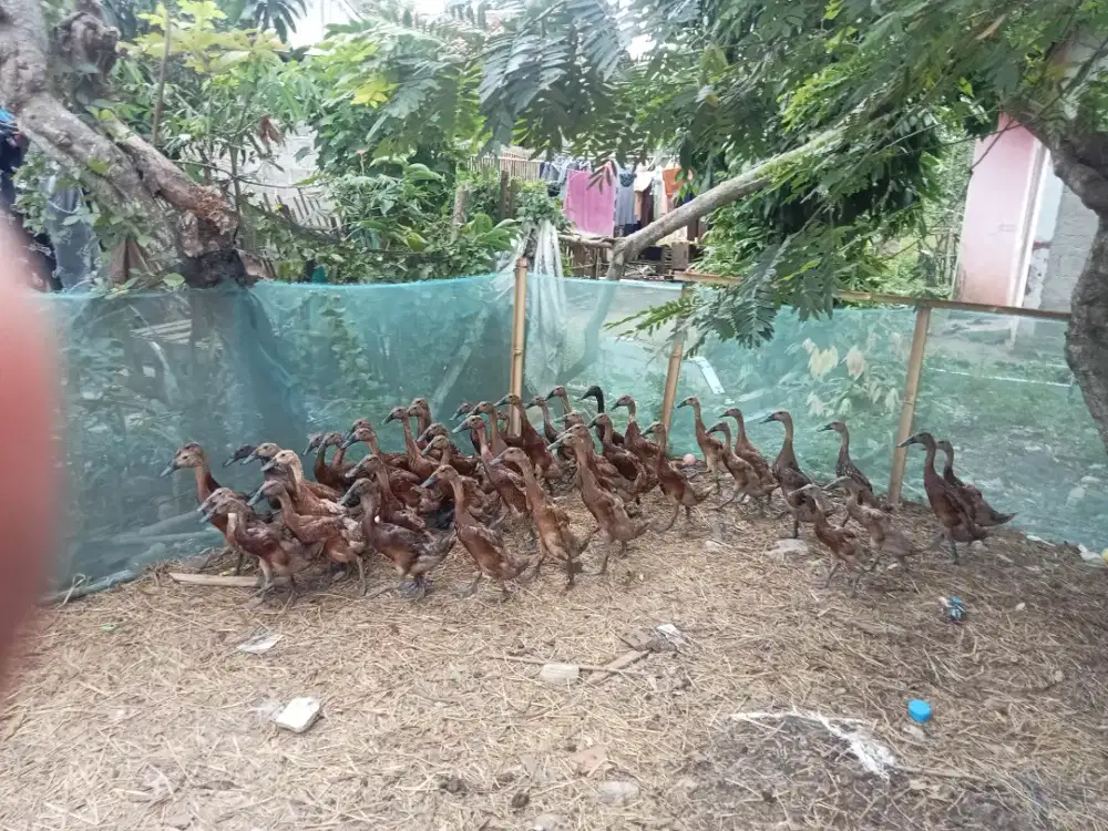 Bebek jantan berat -+ 0,9-1kg
