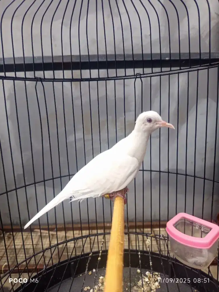 Perkutut putih kapas betina