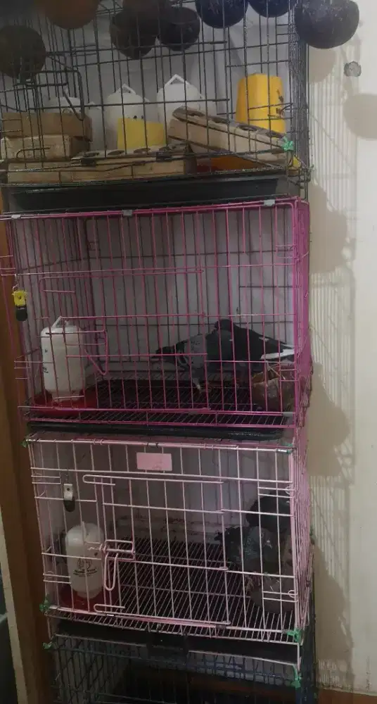 Borong aja burung dara plus kandang besi