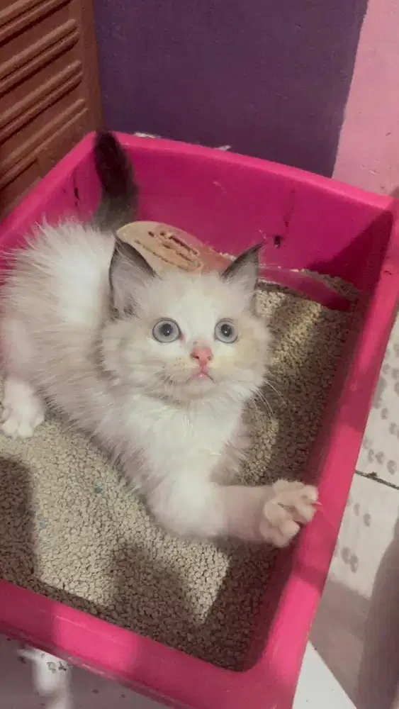 Ragdoll murni simetris bicollor female 2,5 bulan