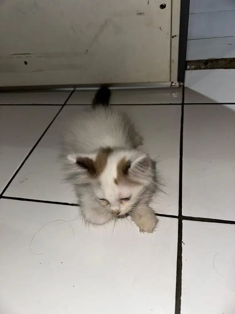 Kucing Anggora 3 bulan