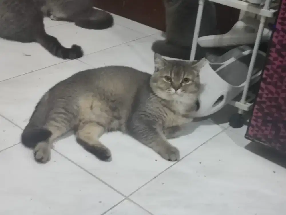 Kiiten british short hair bsh jantan 10bln golden ny25