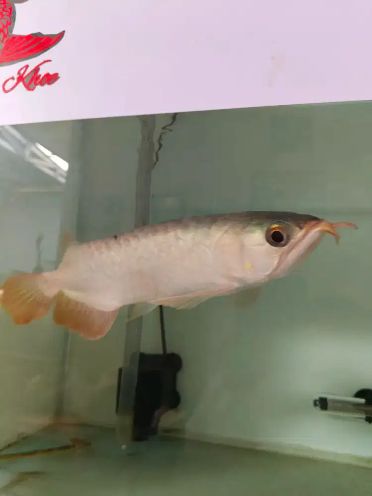 Ikan arwana super red 25cm