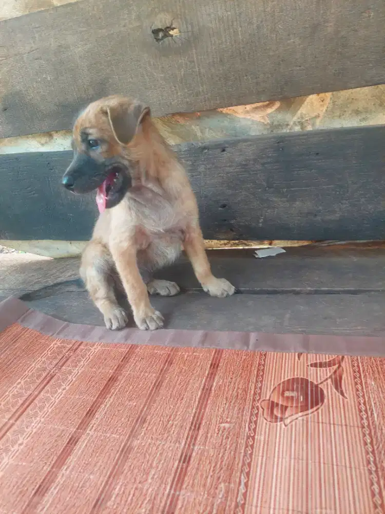 Anjing mix kampung