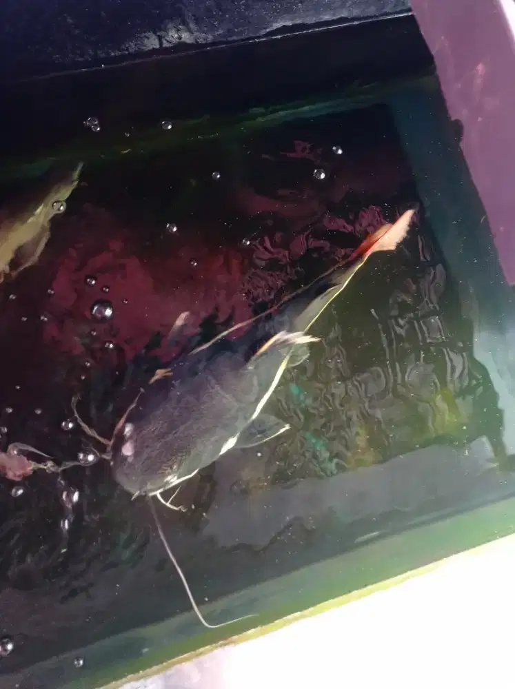 Dijual Redtail Catfish Jumbo 70cm – Rp 720.000

Predator tank JUMBO