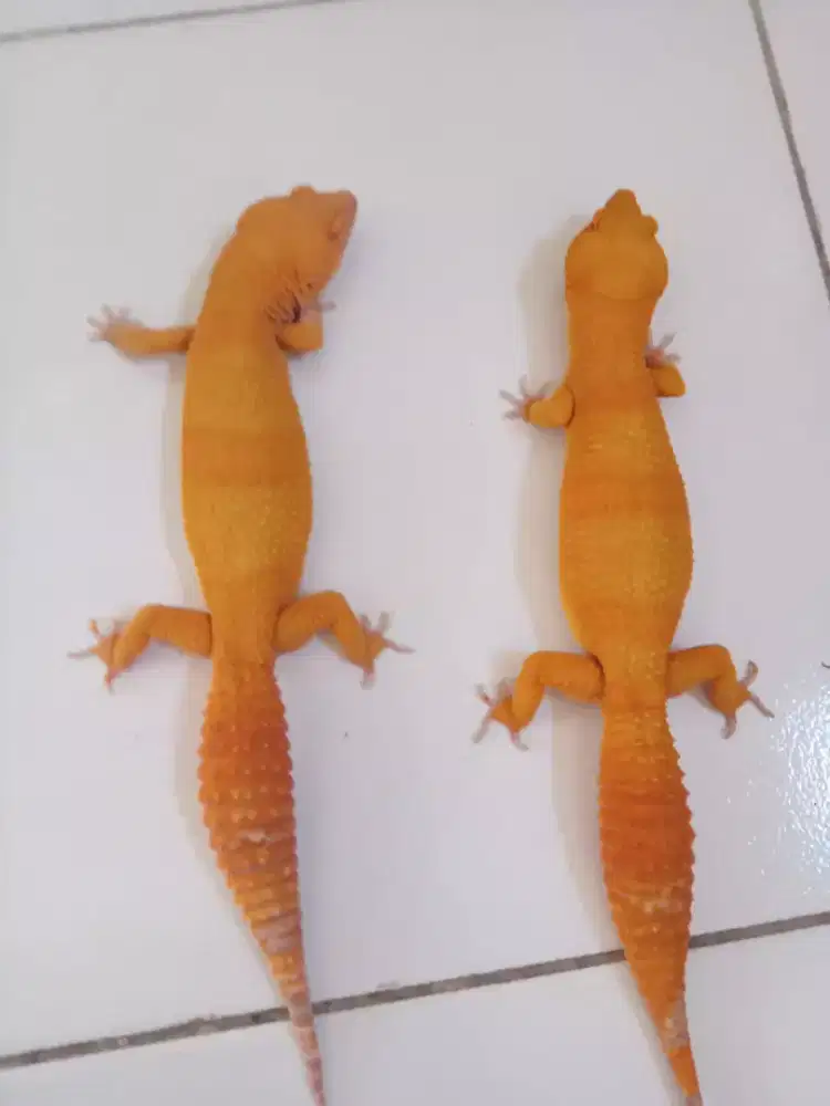 Reptil GECKO Giant