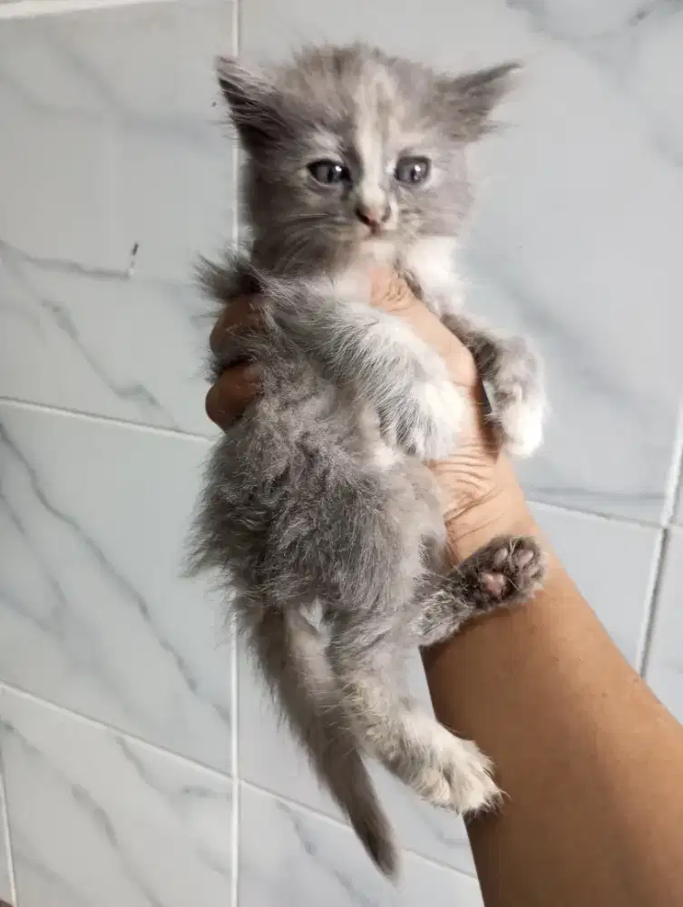 Kitten persis flatnose California delute
