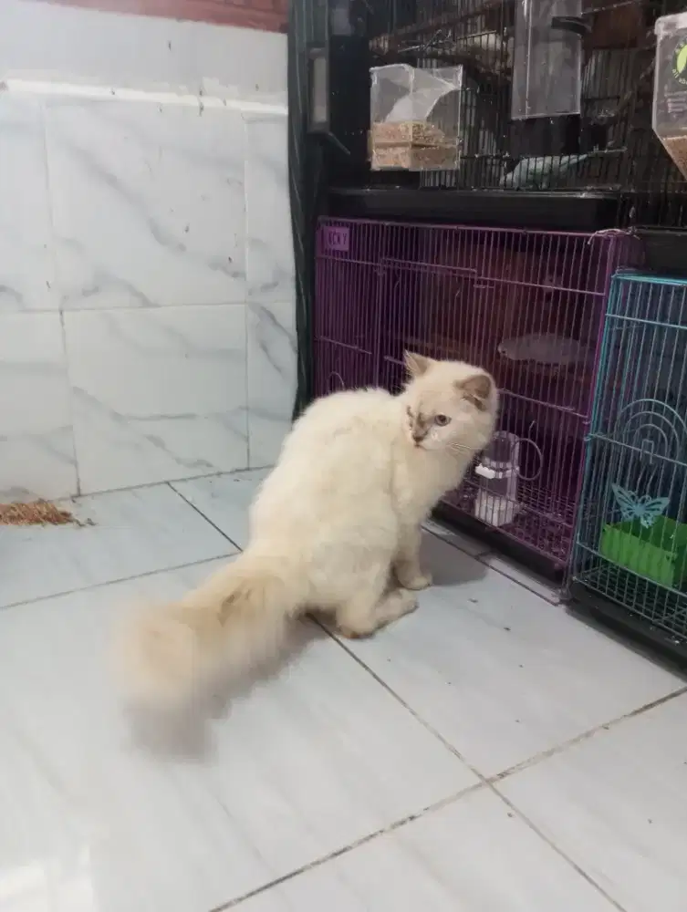 Kucing persia midol jantan 7 bulan