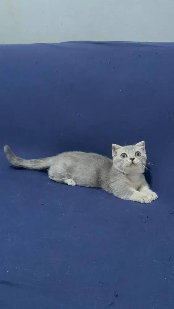 MUNCHKIN GAELIC JANTAN GOLDEN BLUE