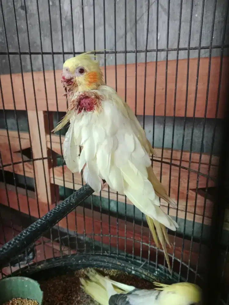 Burung falk luntino mata merah masih dokoh makan