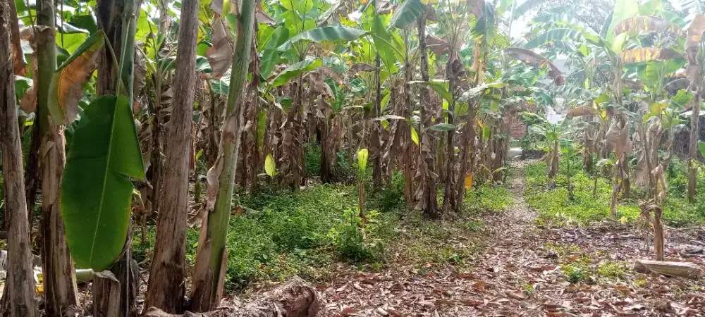 Dijual tanah darat banyak pohon pisang