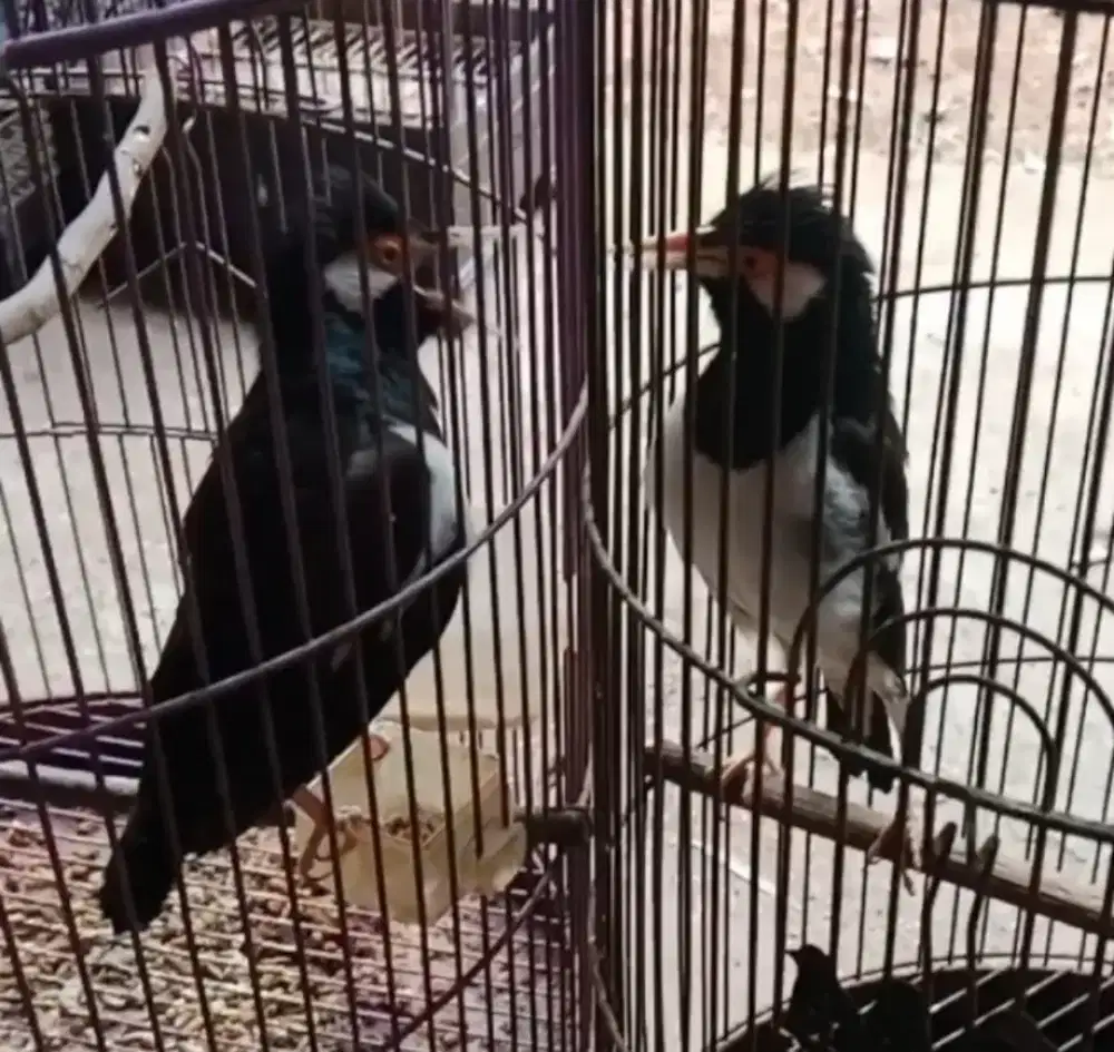 Burung jalak gacoran siap di dadak