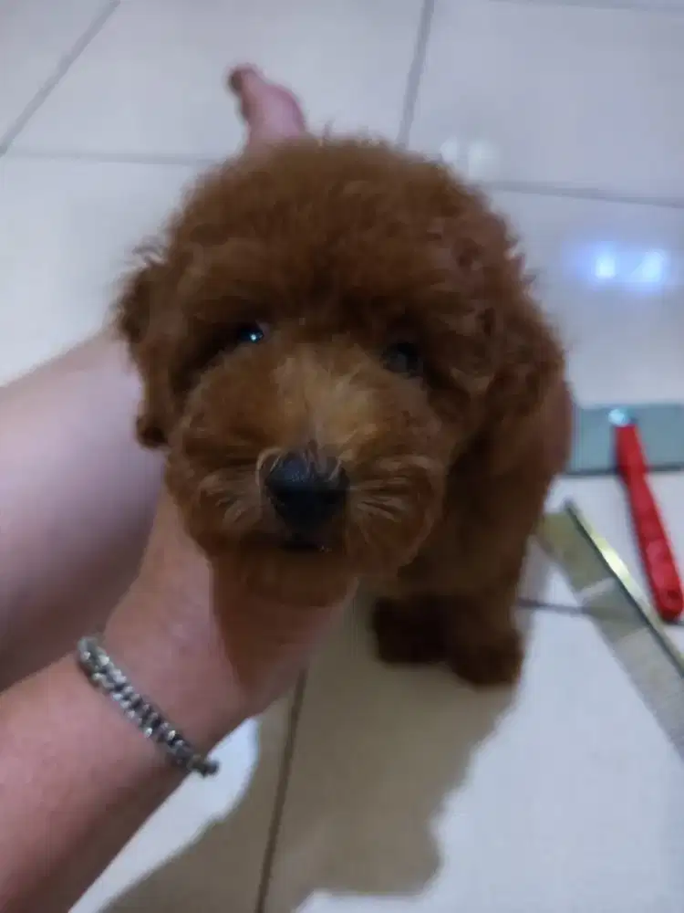 JUAL Super Red poodle jantan betina