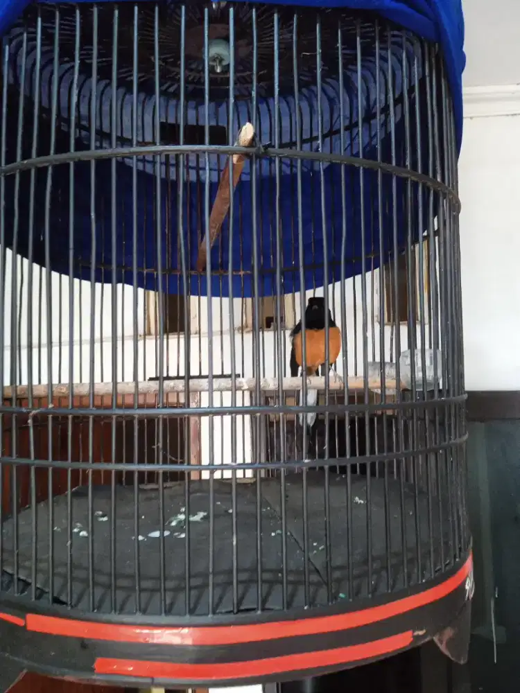 Jual murai pastol jantan fullset