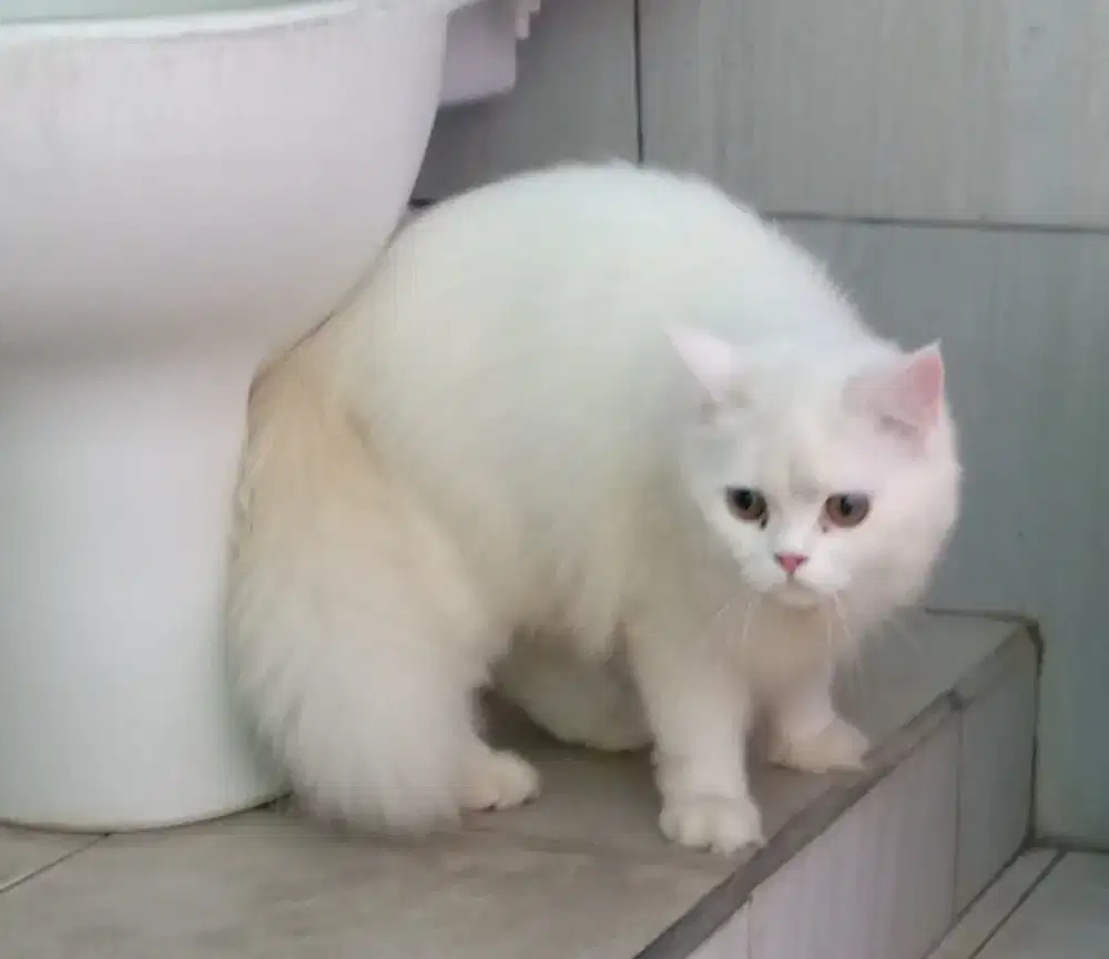 Dijual Cepat Perekor Kucing Persia Bulu Kapas