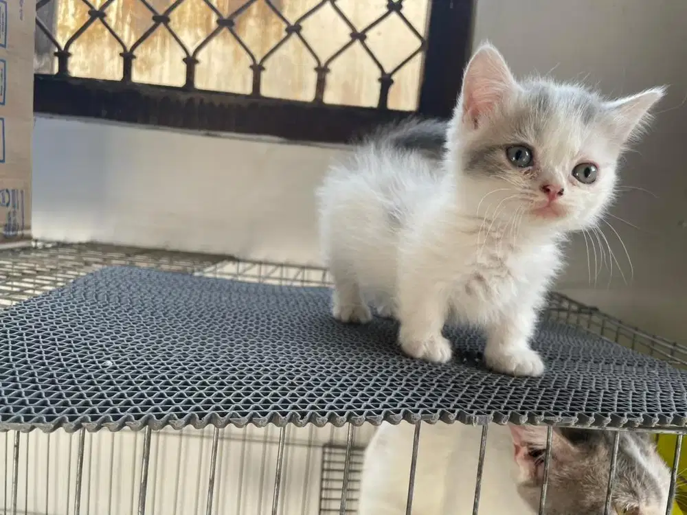 Kucing Munchkin