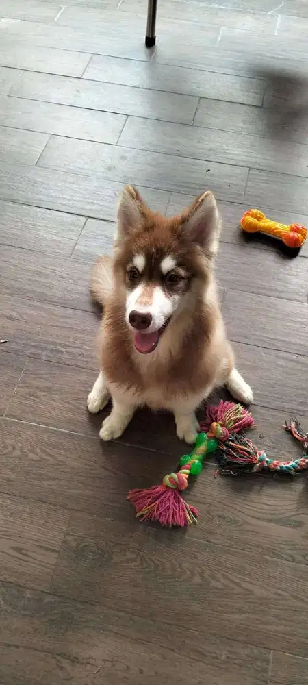 Dicari rumah baru untuk Puppy Husky Betina