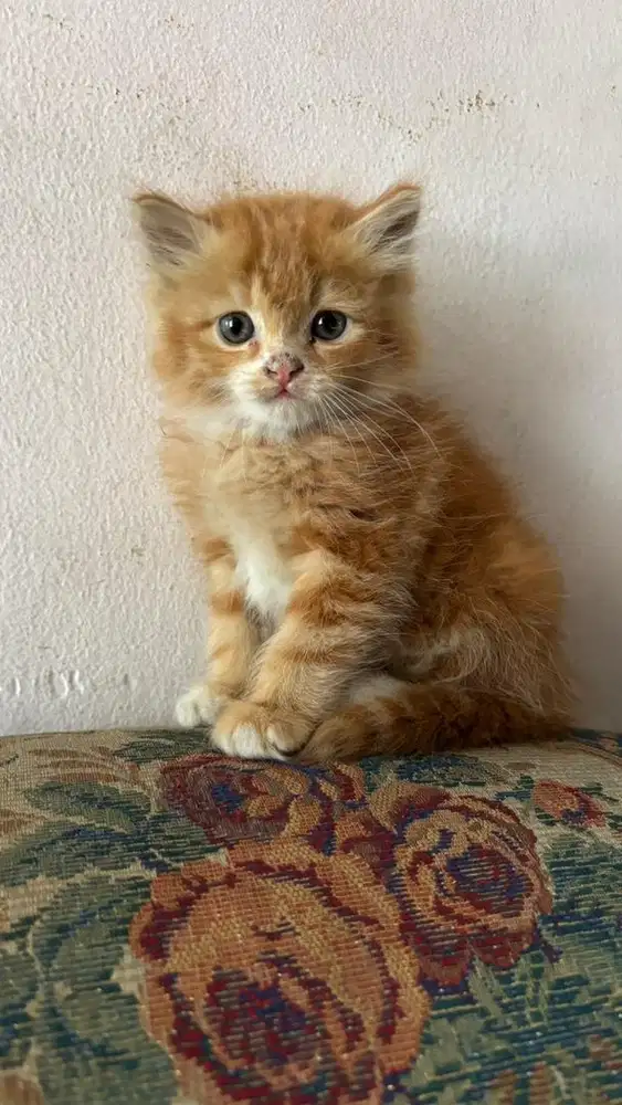 Kucing Persia Gembul