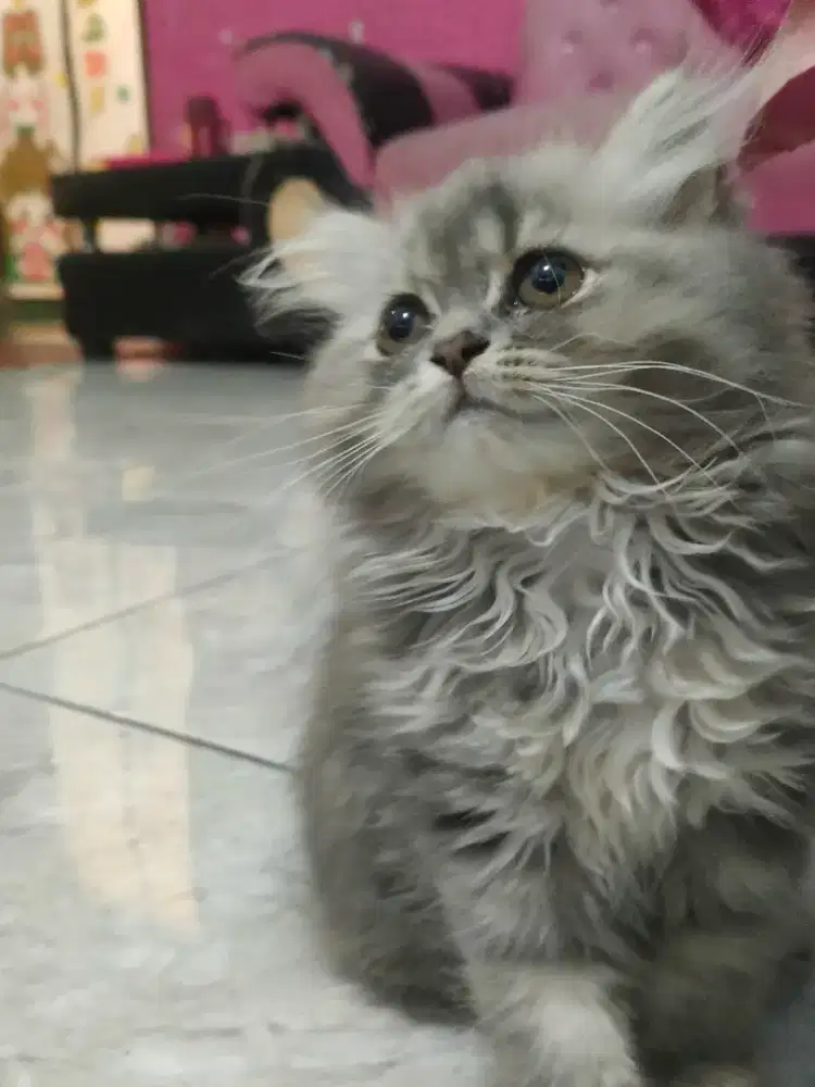 Kitten Persia 2.5bulan
