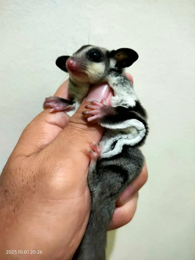 Sugar Glider Classic Grey Jinak