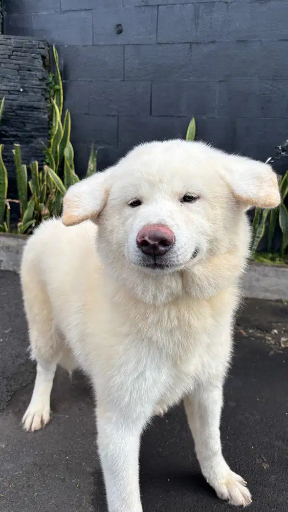 Anjing Akita Jantan