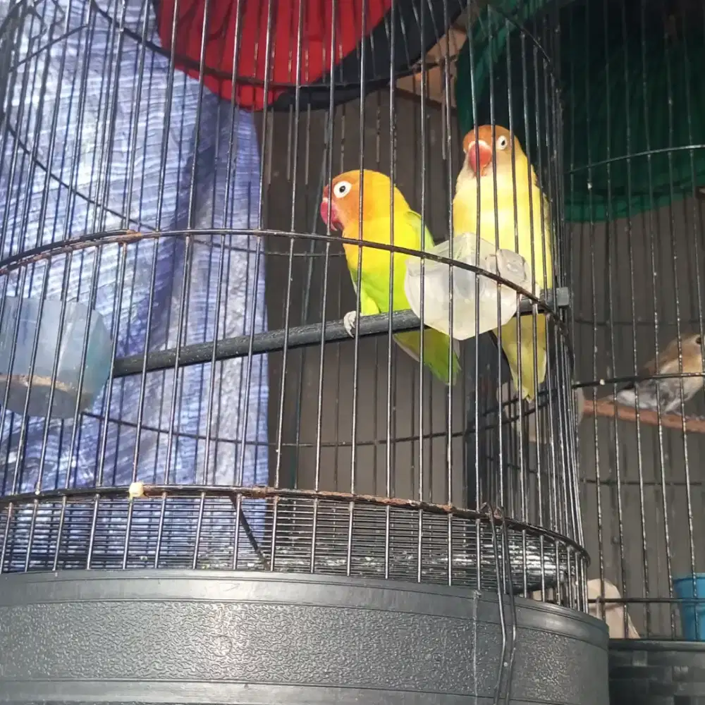 Lovebird fullset 1pasang