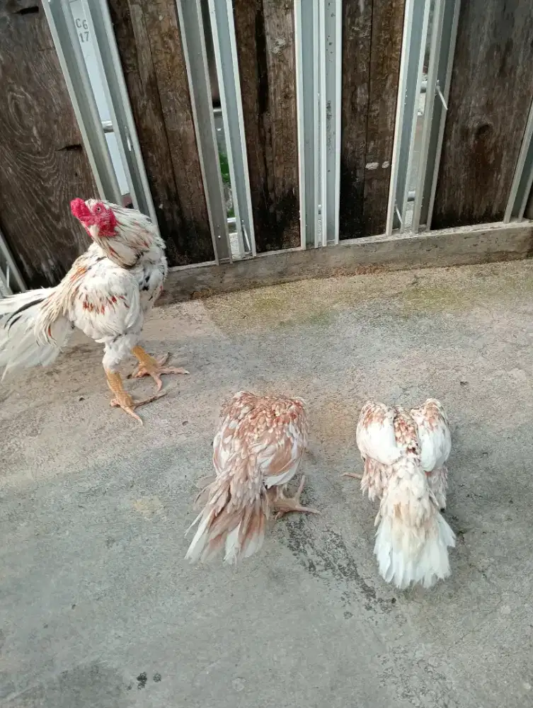 Ayam Bangkok ekor lidi di jual