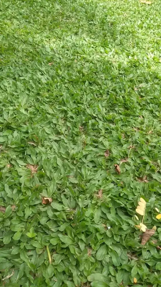 Jual rumput gajah mini rapat dan bagus