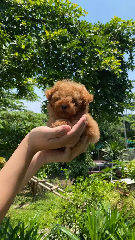 Red Tiny Poodle Female ( STB Vaksin )